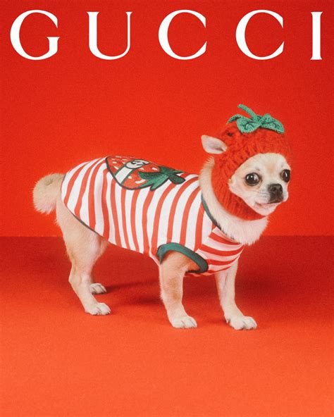 gucci pets collection|Gucci pet accessories.